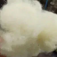 پشم گوسفندی حلاجی شده وغیر حلاجی و ریسندگی