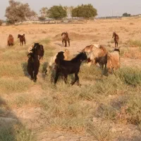کهره