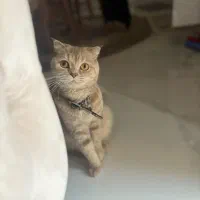 گربه اسکاتیش بریتیش ماده