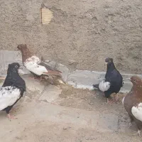 سینه ای|پرنده|لنجان, |دیوار