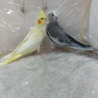 جوجه عروس ۵۰روزه