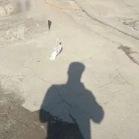 کبوتر دم سفید گم شده
