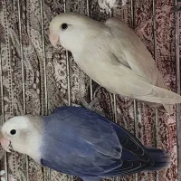 کوتوله برزیلی فروش نقد یا معاوضه با جوجه برزیلی