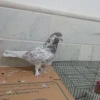 یه نر مایه کفتر خوب