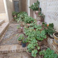 گل شمدونی مهریز
