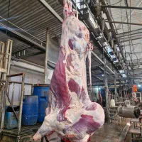 پخش گوشت گوساله جوان