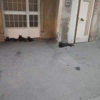 هم خونه
