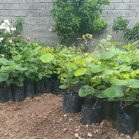 نهال کیوی هایواردقلم شده باکیفیت