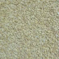گندم حلیم،گندم سمنو،