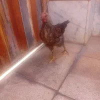 جوجه خروس ۵ ماهه