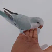 طوطی راهب و گرینچیک تازه دونخور