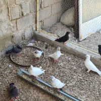 کبوتر