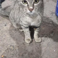 واگذاری گربه