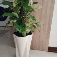 گل و گلدان