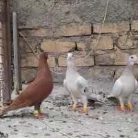 ۳عدد ماده جوانه