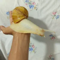 حلزون اورسایز سوپر مولد اچاتینا