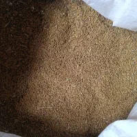 بذر یونجه( قارا یونجا)