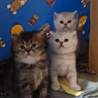 گربه برتیش سیلور