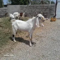 نری گلابی بزابستن