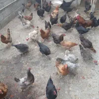 مرغ تخم گذار قوغازآفریقایی خروس بالغ