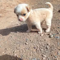 حراج|حراج|تربت جام, جلگه موسی آباد|دیوار