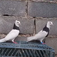 کبوترطوقی سیاه جفت کاکلی مفت