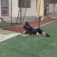 سگ ژرمن