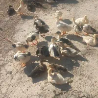 اردک ۳ماه