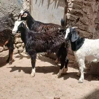 ۴ راس بزغاله خوشگل درجه یک نژاد دورگه پاکستانی اصل