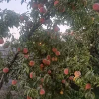 هلوتازه ودرشت