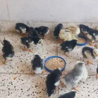 جوجه مرغ گلین