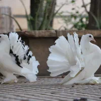 کبوتر چتری آمریکایی