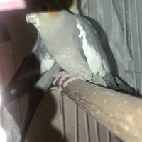 عروس هلندی