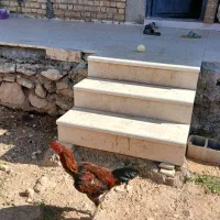 خروس لاری ومرغ تخم گذار