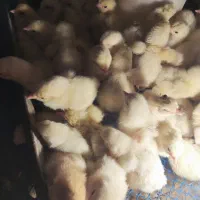 جوجه برهما لایت