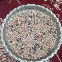 پاچ باقلا خشک محصول امسال
