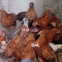 جوجه محلی سرحال