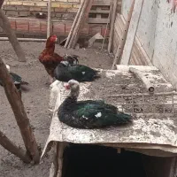 اردک اسرائیلی پروازی