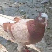 کفتر خوب