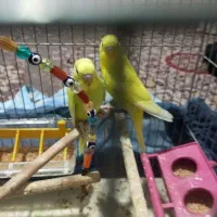 مرغ عشق|پرنده|ملارد, |دیوار