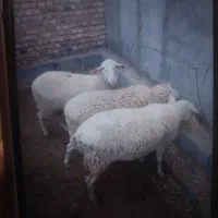 بره لاکن نروماده