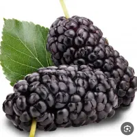 تعدادی نهال شاه توت و انجیر