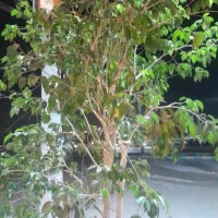 گلفروشی جعفری