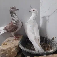 جفت سار عراقی وسوسکی سرخ، پشت سرخ نر