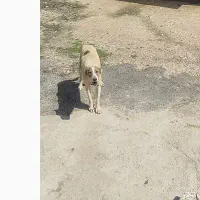 ماده آدمی شدید معاوضه هم دارم