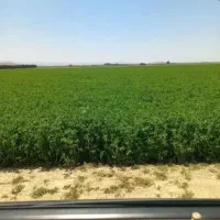 فروش یونجه چین دوم خشک و د رجه یک