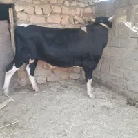 گوساله نر اصیل