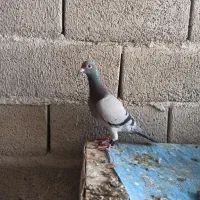 کبوتر 500نشستع 2سال