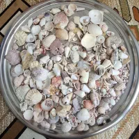 صدف ، مرجان و کف دریا