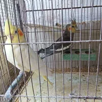 عروس هلندی جفت مولد جوان .